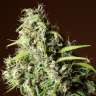заказать качественные семена конопли Mandala #1 regular заказать качественные семена конопли Mandala #1 regular