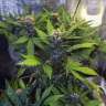 семена конопли Auto Bloody Skunk feminised GanjaLiveSeeds семена конопли Auto Bloody Skunk feminised GanjaLiveSeeds