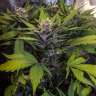семена конопли Auto Bloody Skunk feminised GanjaLiveSeeds семена конопли Auto Bloody Skunk feminised GanjaLiveSeeds