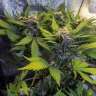 семена конопли Киев Auto Bloody Skunk feminised GanjaLiveSeeds семена конопли Киев Auto Bloody Skunk feminised GanjaLiveSeeds