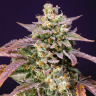 Auto Purple Punch OG XL feminised Ganja Seeds