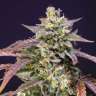 Auto Purple Punch OG XL feminised Ganja Seeds