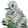 купить семена конопли для выращивания  Bubble Gum feminised