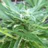 купить семена конопли в интернете Auto New York City feminised купить семена конопли в интернете Auto New York City feminised