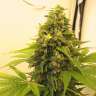 заказать семена конопли Point of No Return regular