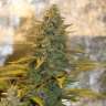 семена конопли для выращивания Amnesia feminised GanjaLiveSeeds
