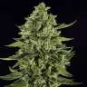 Auto Skywalker OG feminised Ganja Seeds Auto Skywalker OG feminised Ganja Seeds