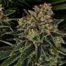 Auto Skywalker OG feminised Ganja Seeds Auto Skywalker OG feminised Ganja Seeds