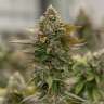 Auto Skywalker OG feminised Ganja Seeds Auto Skywalker OG feminised Ganja Seeds