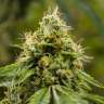 Auto Skywalker OG feminised Ganja Seeds Auto Skywalker OG feminised Ganja Seeds