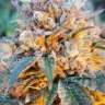 Auto Skywalker OG feminised Ganja Seeds Auto Skywalker OG feminised Ganja Seeds