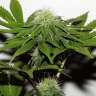 заказать семена конопли G13 feminised заказать семена конопли G13 feminised