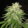 купить семена конопли интернет магазин Auto Super Hash feminised купить семена конопли интернет магазин Auto Super Hash feminised