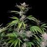 доставка семян конопли по украине Auto Mix feminised
доставка семян конопли по украине Auto Mix feminised