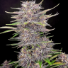 купить семена элитных сортов конопли Auto Mix feminised
купить семена элитных сортов конопли Auto Mix feminised