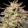 заказать семена конопли Auto Mix feminised
заказать семена конопли Auto Mix feminised