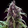 качественные семена конопли Auto Mix feminised
качественные семена конопли Auto Mix feminised