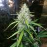 где заказать семена конопли Auto Blue Diesel feminised GanjaLiveSeeds