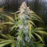 семена конопли наложенным платежом Auto Blue Diesel feminised GanjaLiveSeeds