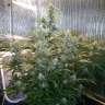 семена конопли индика Auto Blue Diesel feminised GanjaLiveSeeds