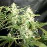 семена конопли для посадки купить Amnesia Gold feminised GanjaLiveSeeds