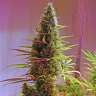 Holy Grail feminised Ganja Seeds