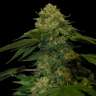 Holy Grail feminised Ganja Seeds