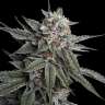 Holy Grail feminised Ganja Seeds