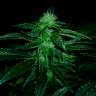 купить семена конопли OG Kush feminised купить семена конопли OG Kush feminised