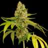 купить семена конопли в Украине OG Kush feminised купить семена конопли в Украине OG Kush feminised