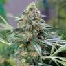 купить семена конопли недорого OG Kush feminised купить семена конопли недорого OG Kush feminised