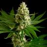 купить семена конопли в оригинальных упаковках OG Kush feminised купить семена конопли в оригинальных упаковках OG Kush feminised