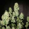 купить качественные семена конопли OG Kush feminised купить качественные семена конопли OG Kush feminised