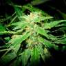заказать семена конопли OG Kush feminised заказать семена конопли OG Kush feminised