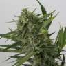 где заказать семена конопли OG Kush feminised где заказать семена конопли OG Kush feminised