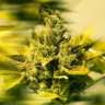 семя конопли наложенным почтой Era feminised семя конопли наложенным почтой Era feminised