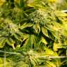 семена конопли почтой Era feminised семена конопли почтой Era feminised