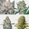 купить семена конопли в Украине Safari Mix regular купить семена конопли в Украине Safari Mix regular