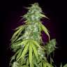купить семена канабиса Auto Chronic feminised

