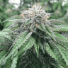 Master Kush feminised Ganja Seeds Master Kush feminised Ganja Seeds