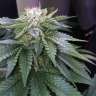 Master Kush feminised Ganja Seeds Master Kush feminised Ganja Seeds