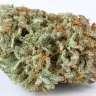 Master Kush feminised Ganja Seeds Master Kush feminised Ganja Seeds