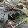 Master Kush feminised Ganja Seeds Master Kush feminised Ganja Seeds