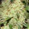 где купить семена конопли Master Kush feminised
 где купить семена конопли Master Kush feminised
