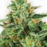 заказать семена конопли Master Kush feminised
 заказать семена конопли Master Kush feminised