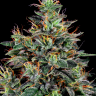 купить семена конопли Master Kush feminised
 купить семена конопли Master Kush feminised