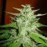 купить семена конопли Satori regular 