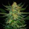 купить семена конопли Auto Destroyer feminised купить семена конопли Auto Destroyer feminised