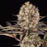 Runtz Muffin feminised Ganja Seeds