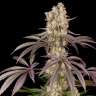 Runtz Muffin feminised Ganja Seeds